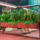 flowers for desks itube alea